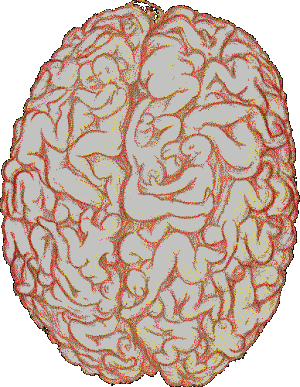 brain 2.gif